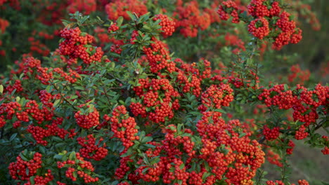 firethorn plant with red berry-like pome fruits at gaetgol ecological park in siheung, south korea