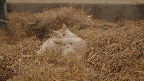 pair of young kittens lying on the straw while playfully biting each other