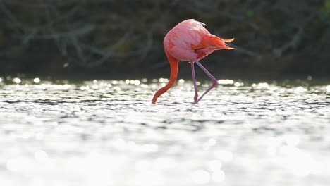 el viento sopla a través de la espalda de las plumas rosadas naranjas del flamenco mientras se alimenta en el agua con la cabeza hacia abajo
