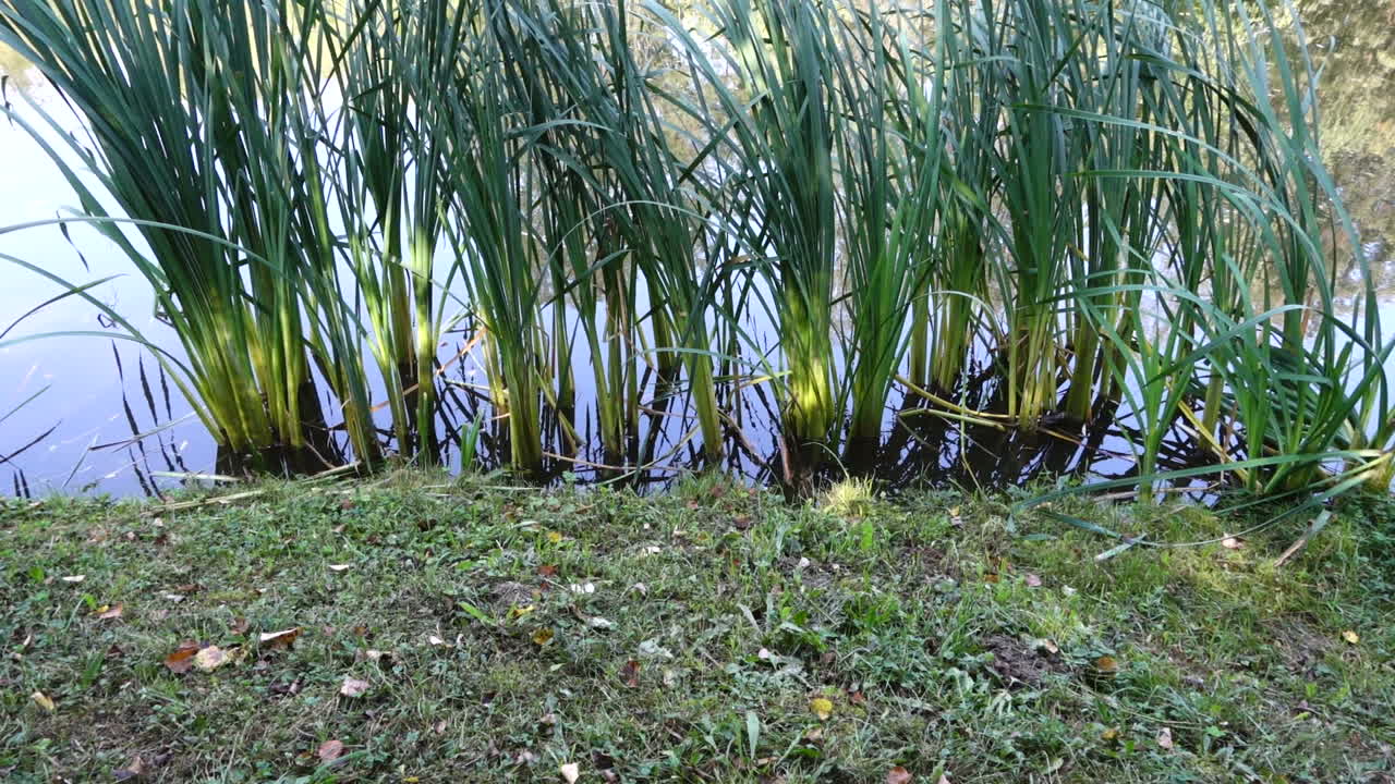 Park og dam. Slowmotion