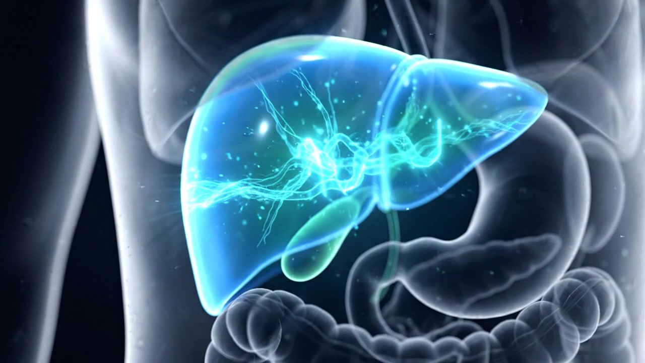 Glowing blue liver highlighted inside transparent human torso in digital medical visualization
