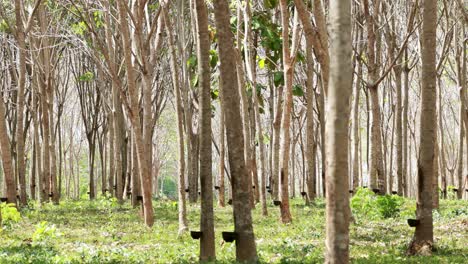 a serene rubber tree plantation with sunlight filtering through, capturing the natural beauty and tranquility of the environment