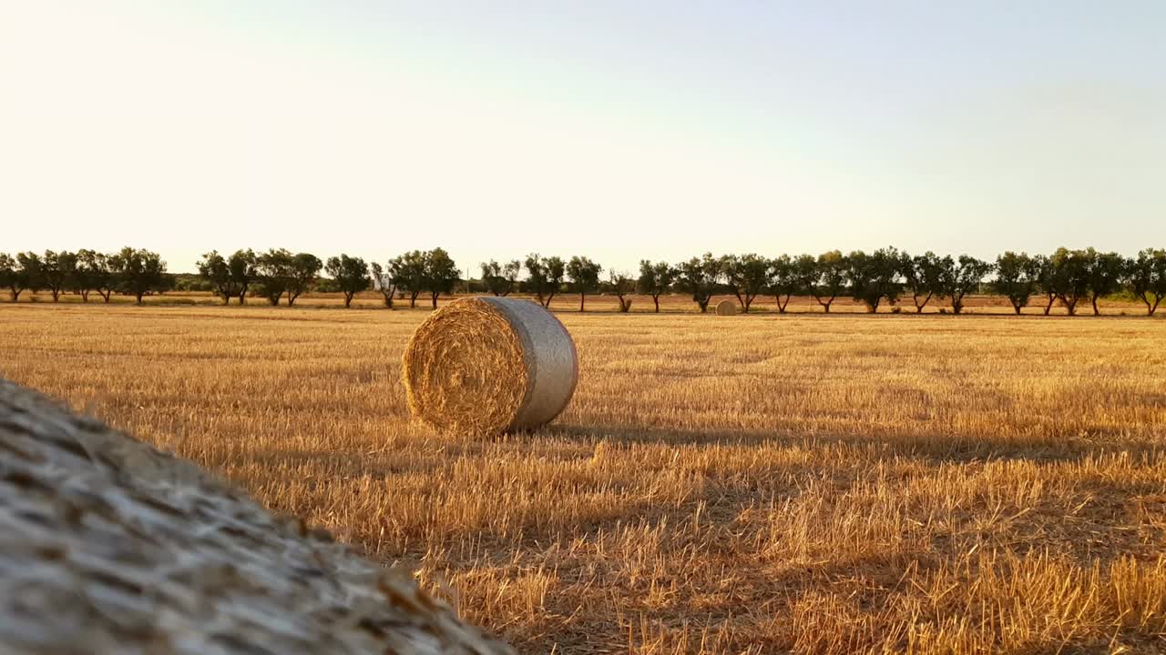campo con balas de heno después de la cosecha al atardecer