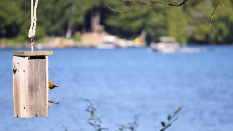 Cottage-Birdhouse-With-Lake-In-Background-And-Space-For-Title-And-Graphic-Overlays