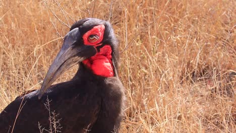 Close-up:-Southern-Ground-Hornbill-with-luscious-lashes-and-red-neck