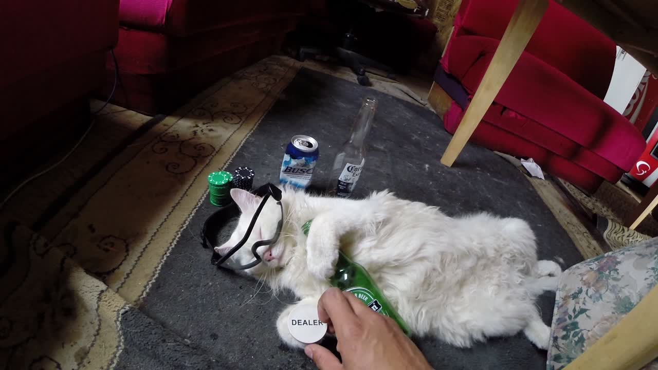 맥주와 함께 누워있는 고양이