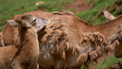 cute wild mouflon family grazing outdoors on hilly countryside in sunlight,close up track shot