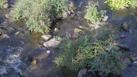 Sunlight-filters-through-foliage-on-a-peaceful-stream-with-flowering-plants