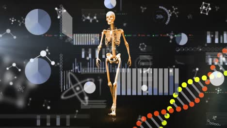 animación de moléculas con esqueleto humano y cadena de adn sobre el procesamiento de datos en fondo negro