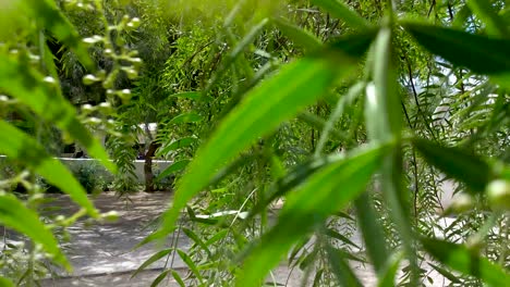 Walking-through-a-low-hanging-tree-on-a-peaceful-summer-day