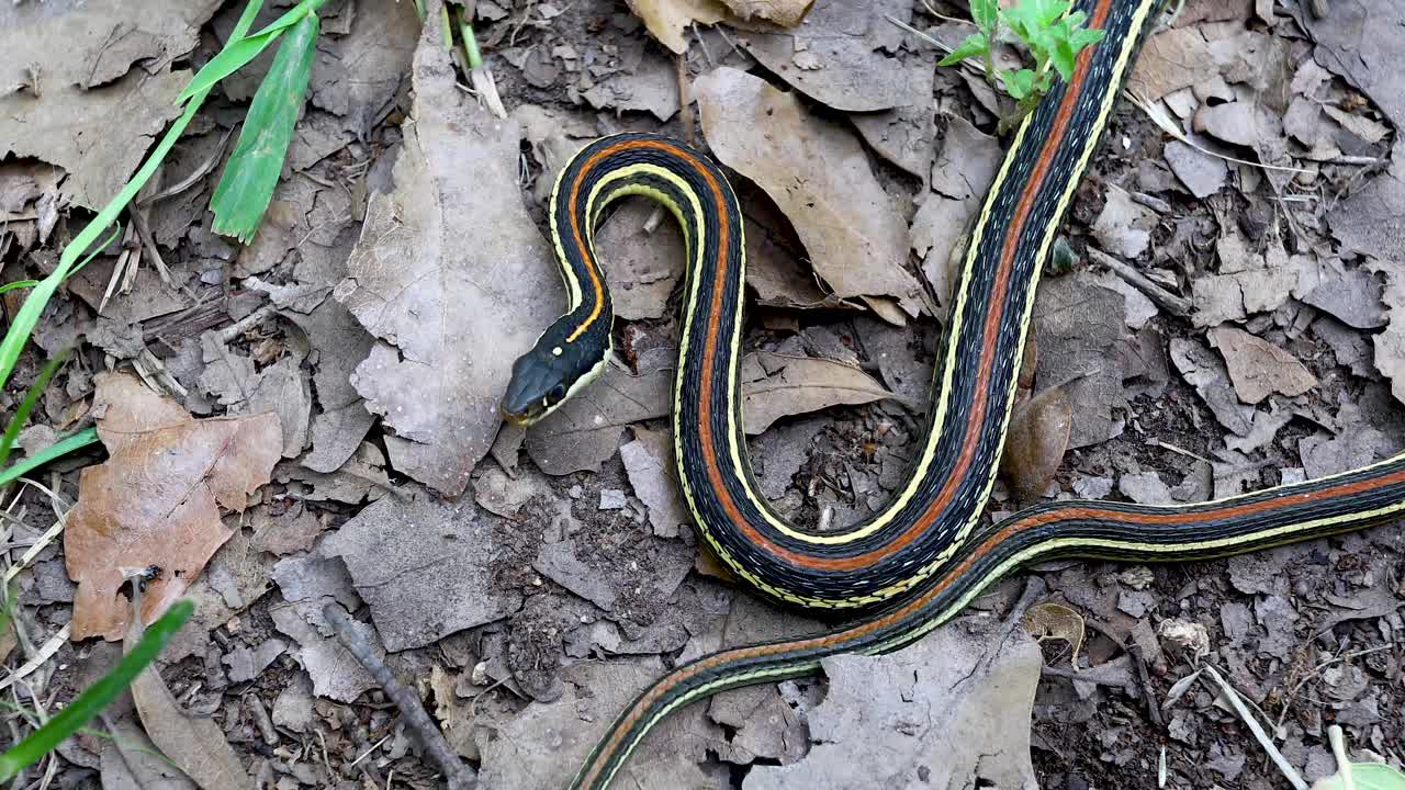 Static video of a Western Ribbon Snake (Thamnophis proximus). This is a harmless snake species found in the southern United States