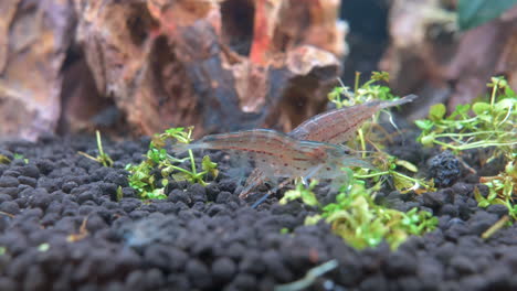 macro de cerca que muestra un grupo de camarones de agua dulce en movimiento en un acuario