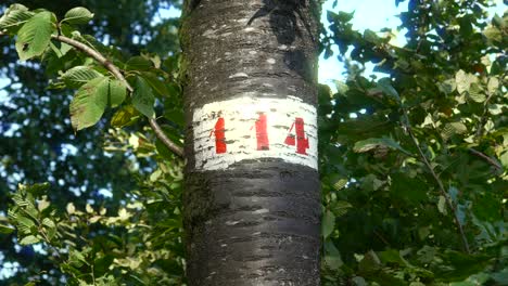 marked tree trunk in the forest, white and red number, trail hiking locator