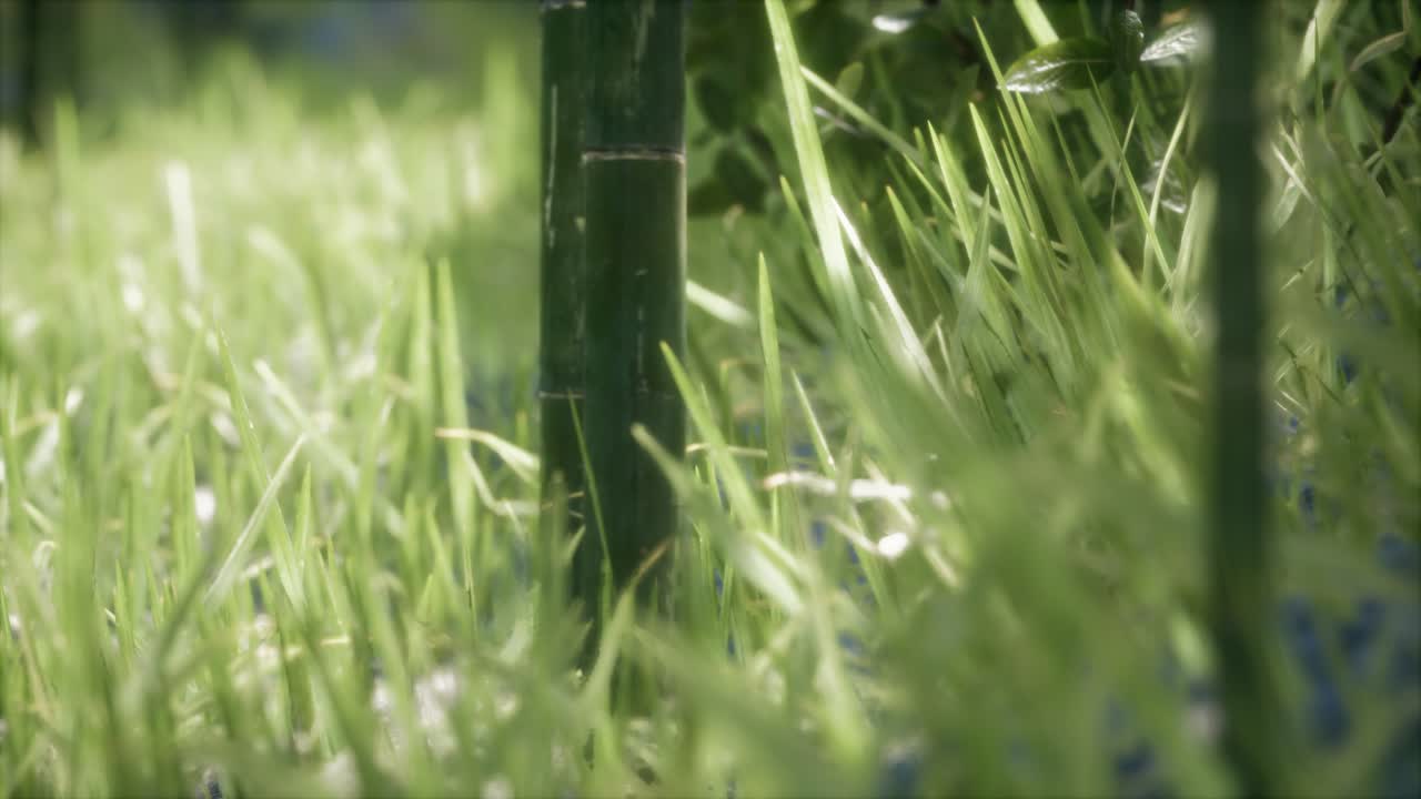 hierba verde fresca en el bosque