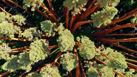 aerial view of giant redwood trees