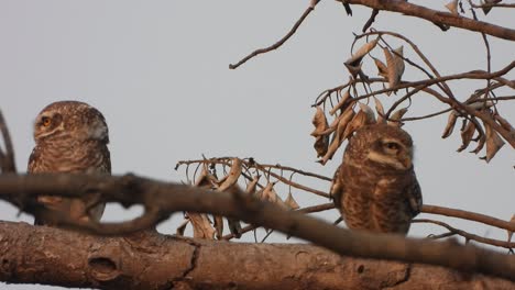 pequeño búho en el árbol - durmiendo - amigos