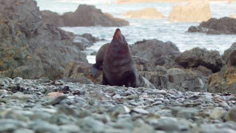 Un-Lobo-Marino-En-Una-Playa-Rocosa-En-Nueva-Zelanda