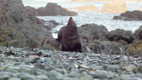 una foca de piel en una playa rocosa en nueva zelanda