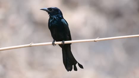 El-Drongo-Con-Cresta-De-Pelo-O-Es-Un-Ave-En-Asia-De-La-Familia-Dicruridae-Que-Era-Conespecífico-Con-Dicrurus-Bracteatus-O-Drongo-Con-Lentejuelas-En-El-Que-Puede-Ser-Difícil-Diferenciar-Entre-Sí