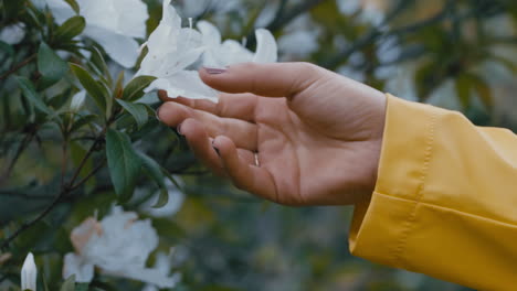 close up hand woman enjoying nature touching beautiful spring time flowers looking at natural beauty in garden park