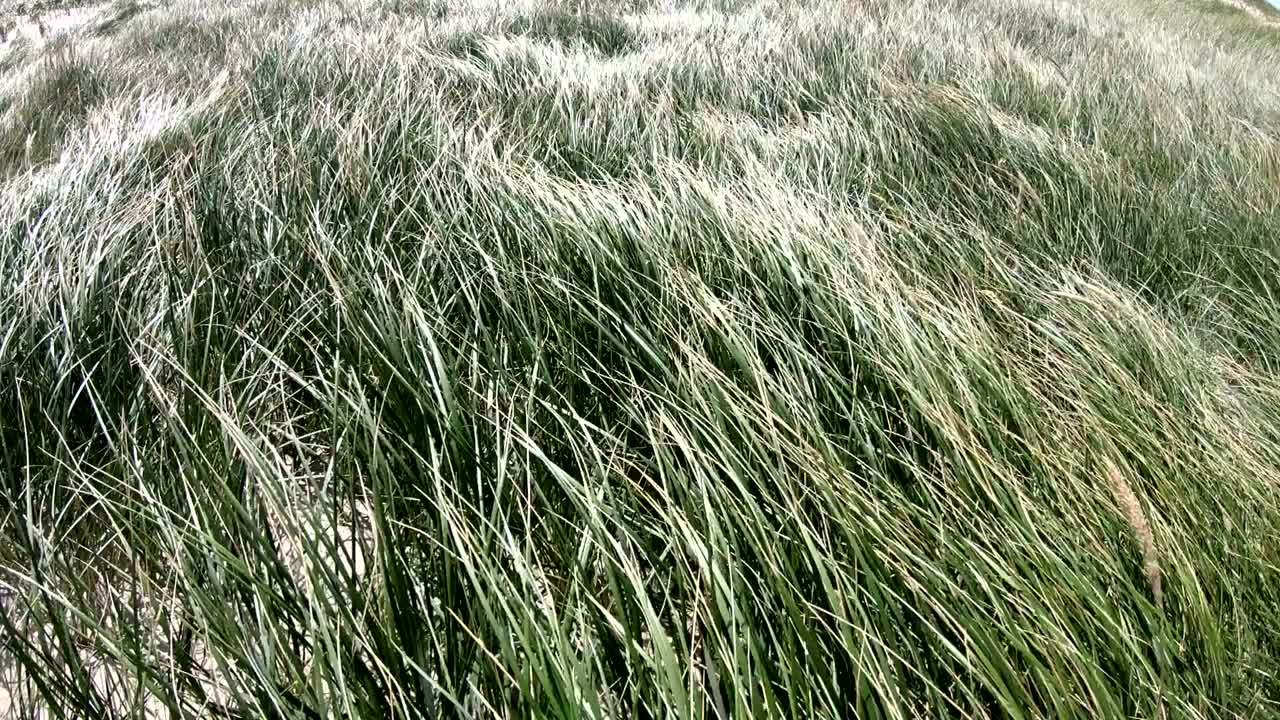 Sand dunes with dune grass in the wind of the North Sea, hiking dunes, dike protection, Sondervig, Jutland, Denmark, 4k