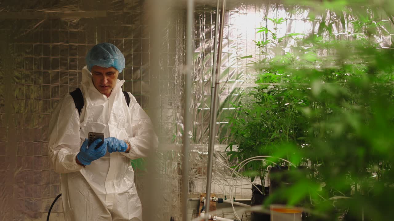 Cannabis Grower Inspecting Plants in Indoor Facility