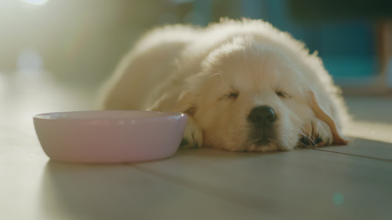 el lindo cachorro de golden retriever está durmiendo cerca del cuenco de comida. los rayos del sol poniente iluminan a la mascota