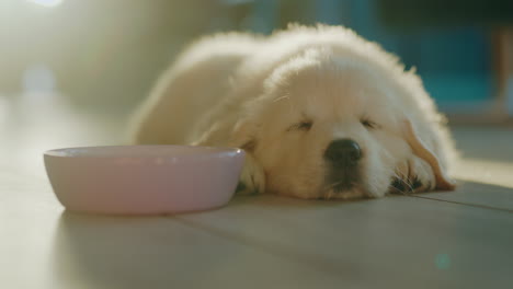 cute fluffy golden retriever puppy is sleeping near the food bowl. the rays of the setting sun illuminate the pet