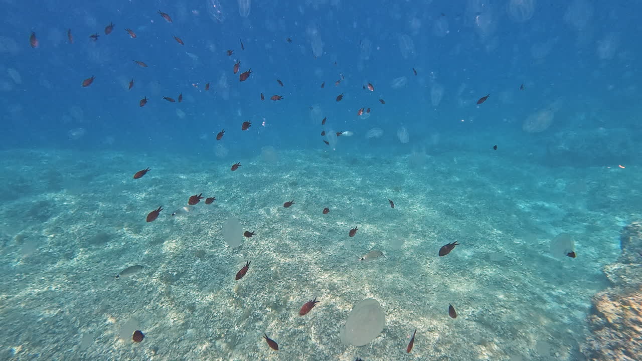Ampia scena sottomarina che mostra un banco di piccoli pesci che nuotano in acqua limpida e blu accanto a ctenofori alla deriva.