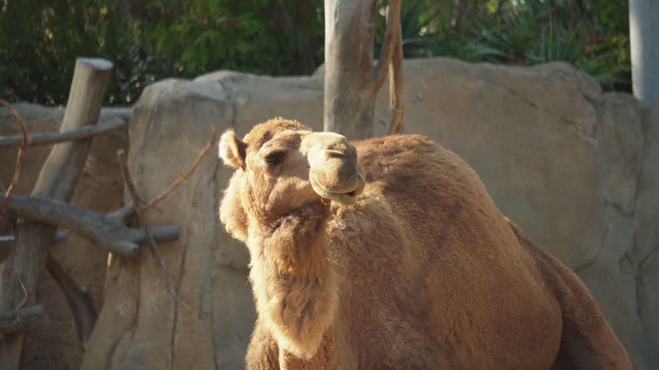 un camello está de pie en su recinto en el zoológico de san diego, california, ee.uu.
