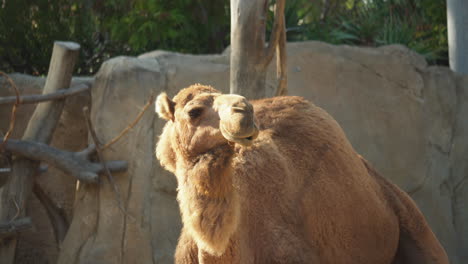 a camel stands in its enclosure at the san diego zoo, california, usa