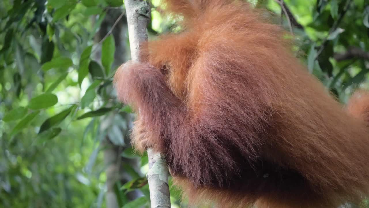 primer plano de un joven orangután salvaje mirando a su alrededor y escondiéndose detrás del brazo en bukit lawang, sumatra, indonesia