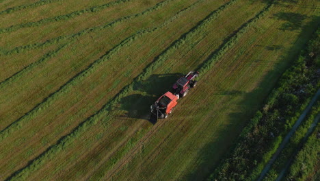 tractor and baler collects cut fodder to make bales - silage production