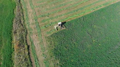 aerial panning shot of flight of storks around mower in grass field