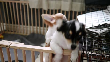 dos perros pequeños están jugando a las burlas en la casa