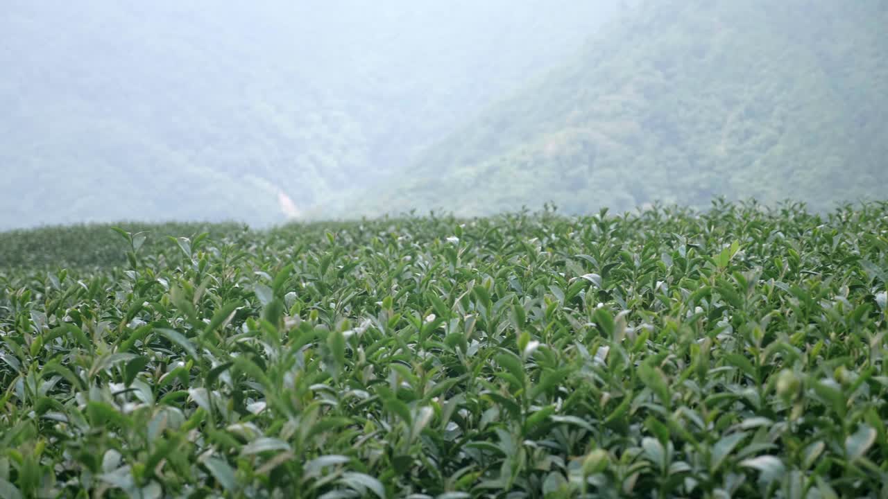 Tea plantation on the hillside