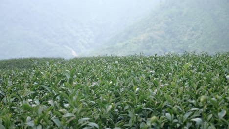 tea plantation on the hillside