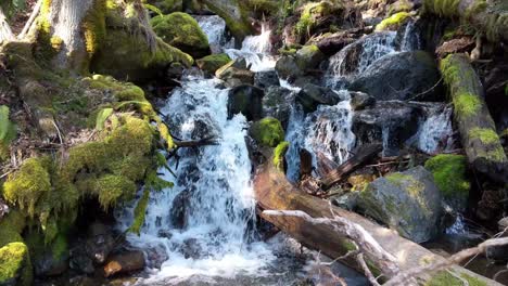 Water-flowing-over-rocks-covered-by-moss-in-the-forest-of-the-Olympic-National-Forest