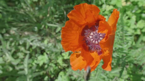 Abejas-Zumbando-Mientras-Recolectan-Polen-De-Amapola-Naranja-En-Un-Campo