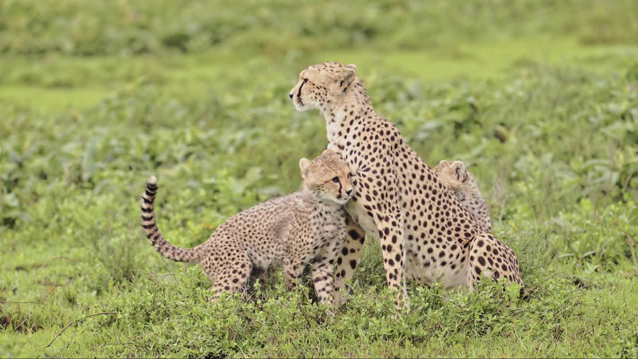 Slow Motion Cheetah Cubs Playing with Mother, Cute Playful Baby Cheetahs in Serengeti Tanzania in Africa, Serengeti National Park African Wildlife on Safari Animals Game, Rough and Tumble