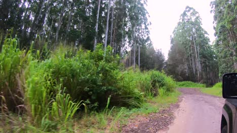 tiro fuera de carretera de un coche acelerando a través de la jungla