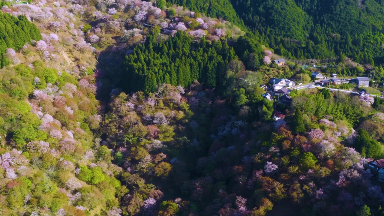 吉野山の山腹に咲き誇る何千もの桜、日本の春の空撮