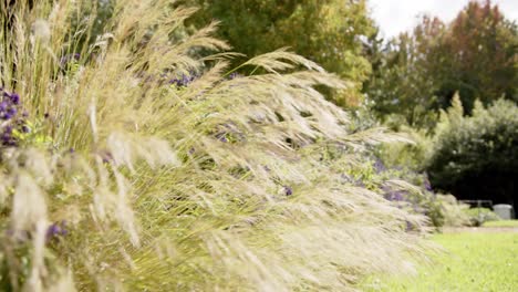 Tall-grasses-and-bushes-with-purple-flowers-in-sunny-garden,-in-slow-motion