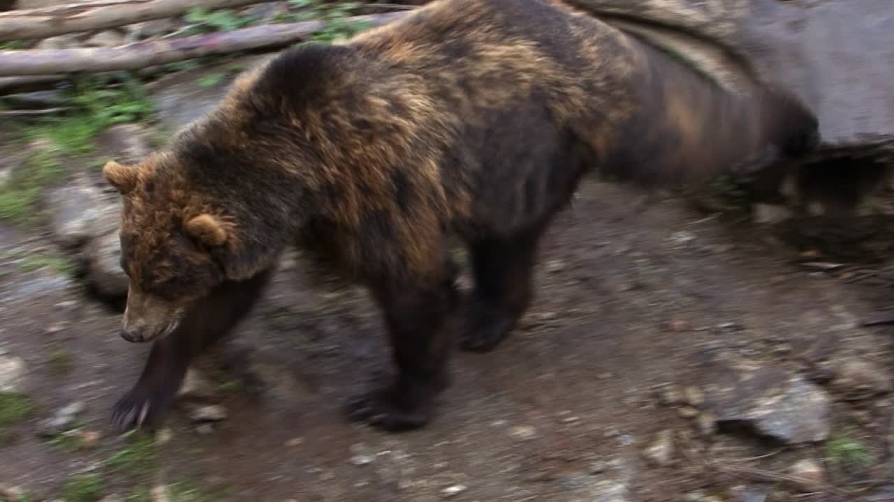 Orso che scende dal tronco di un albero morto caduto
