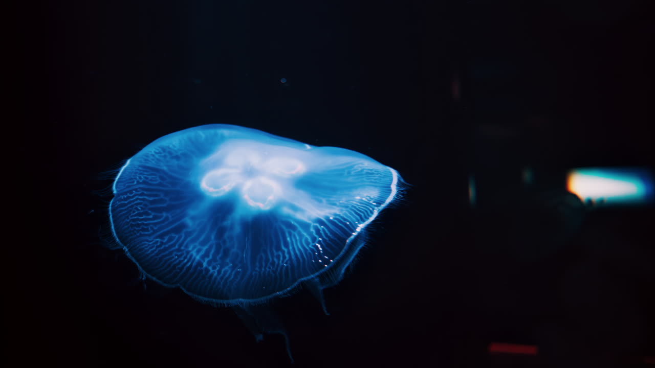Close up of Moon jelly swimming in the pitch black water