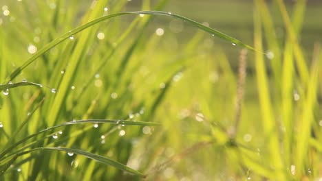 Selektive-Fokussierung-Von-Reisgras-In-Reisfeldern-Mit-Morgentaukörnern