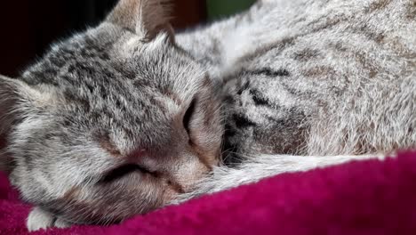 primer plano macro de un gatito atigrado durmiendo en una manta rosa