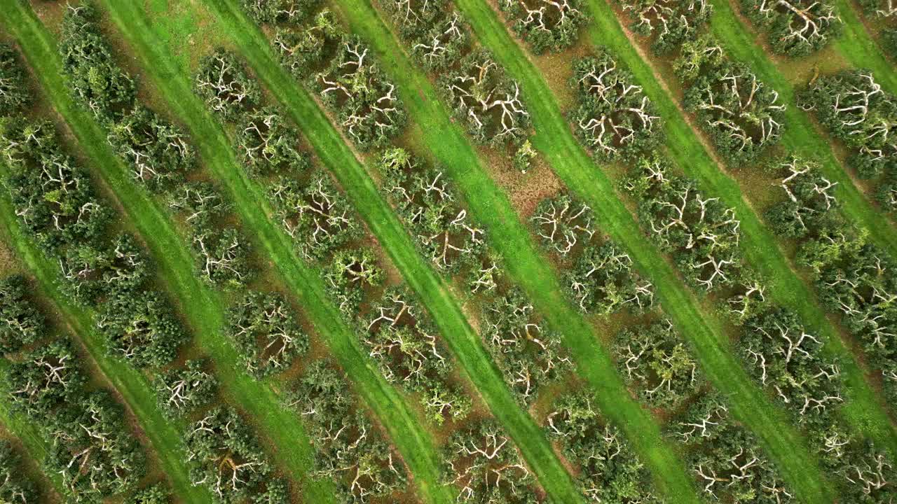 Overhead descending 4K 60FPS aerial of a cider field on a bright day. Filmed with Rec708 color