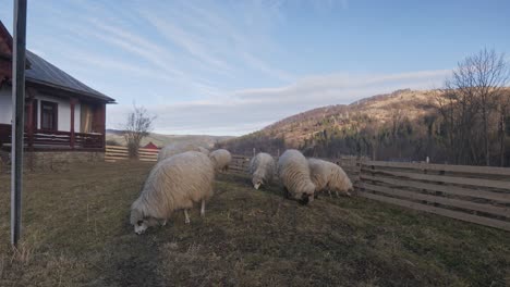 valais blacknose sheep grazing on farm