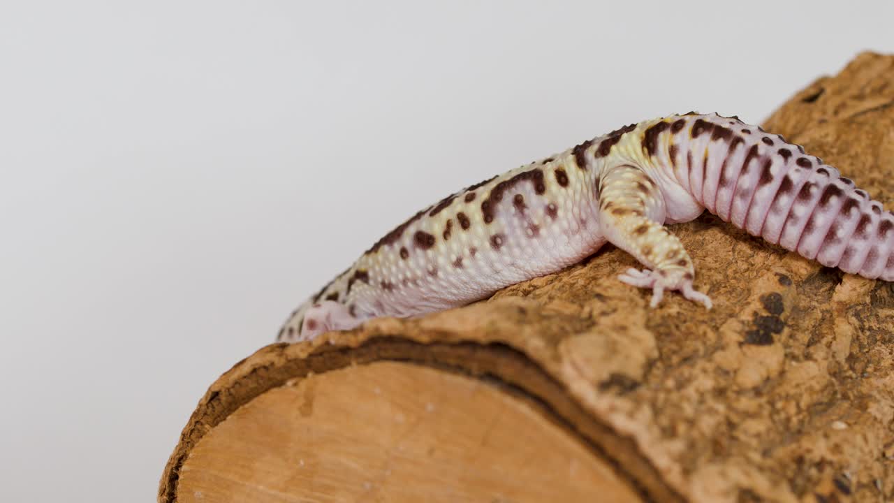 A leopard gecko moves across a cork log against a plain white studio background
